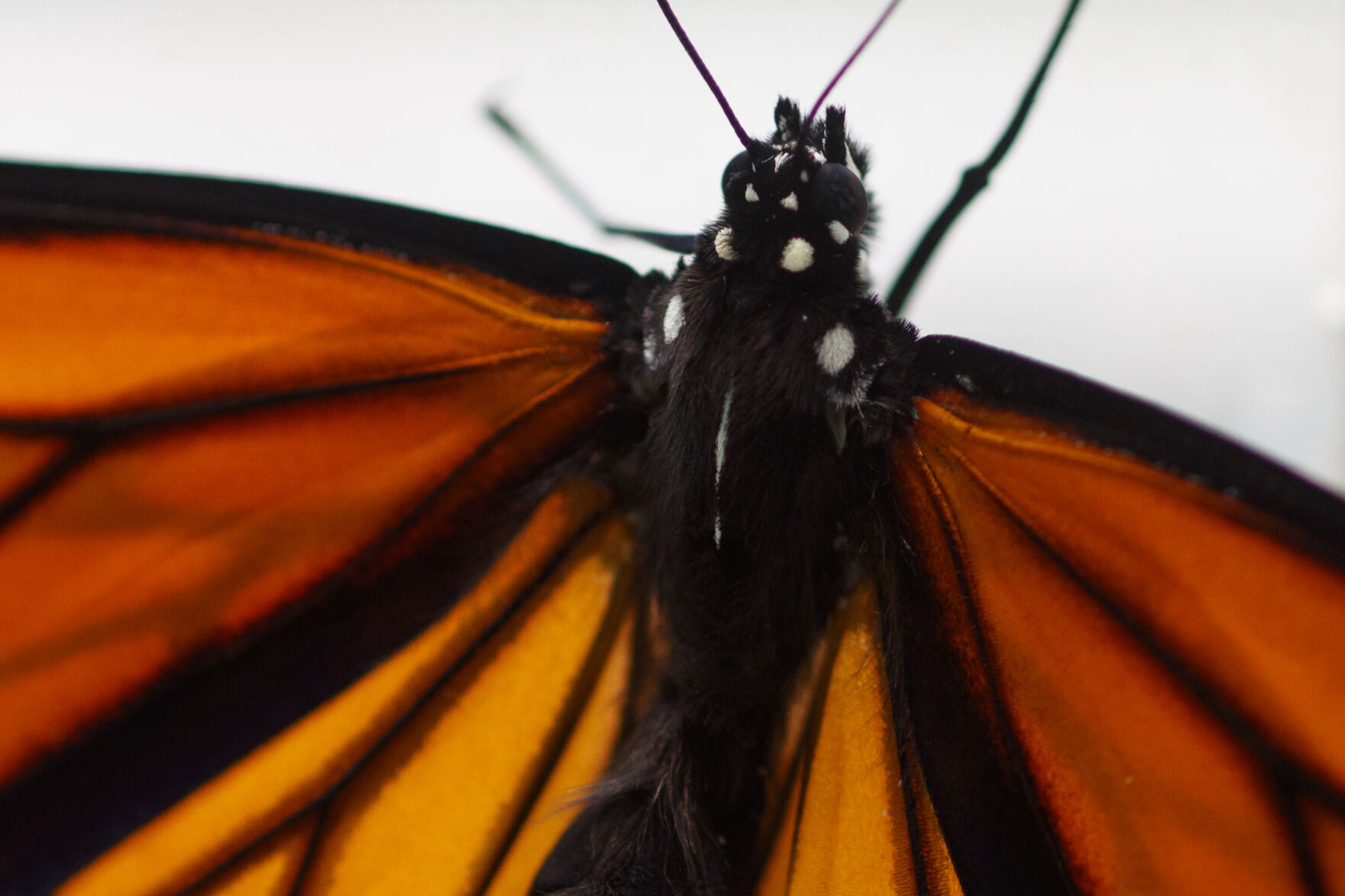 Endangered Species Wing and a Prayer